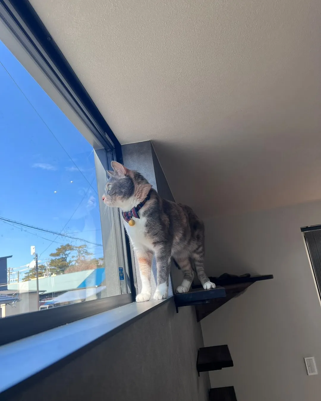 【シンプル×愛猫】