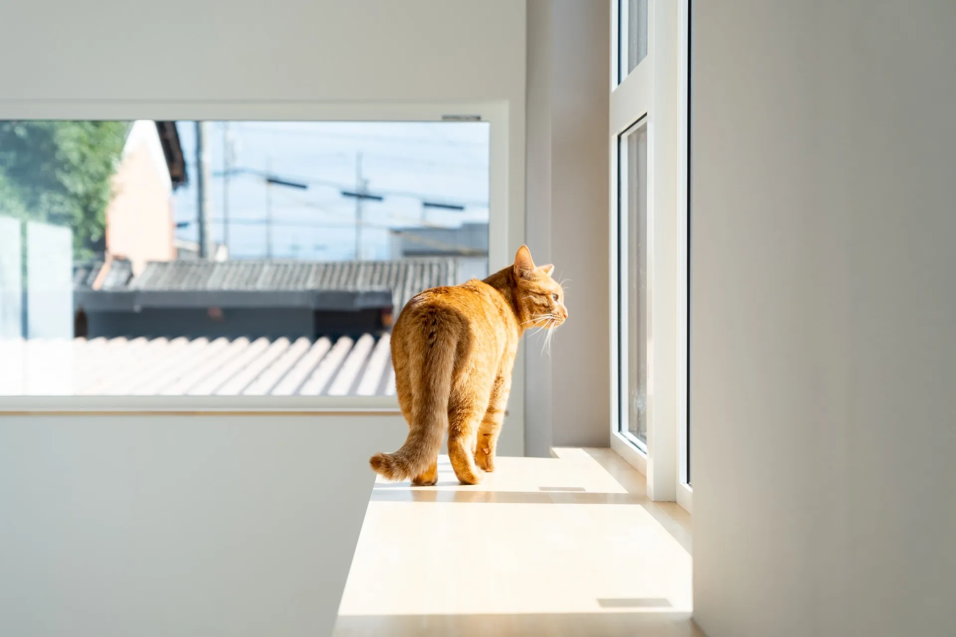 猫と家族が心地よく暮らす家【32坪・半平屋】in安八郡神戸町