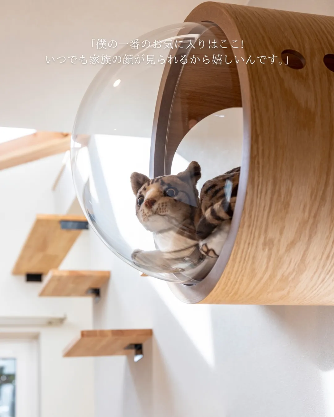 【猫がまんなか】