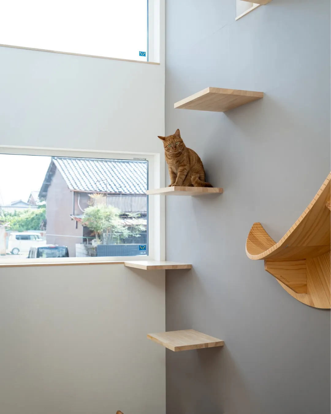 【愛猫の為の…】