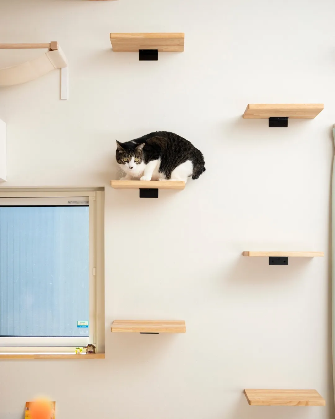 【愛猫の為の…】