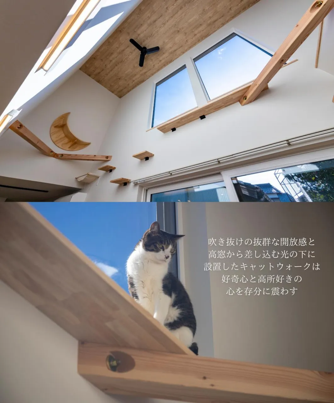 【猫が嬉しい家は家族も嬉しい家】